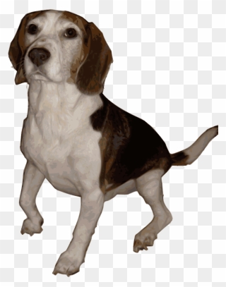 Beagle Medium Version - Beagle Png Clipart