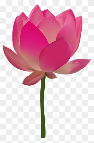 Transparent Pink Flower Emoji Png - Flower Transparent Lotus Png Clipart