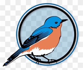 Illustration Eastern Bluebird Png Clipart