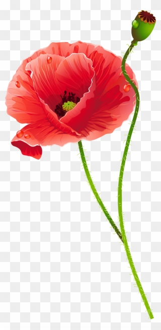 Bouquet Vector Poppy - Poppy Png Clipart