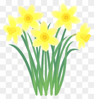 Narcissus Flower Clipart 水仙 の 花 イラスト Png Download Pinclipart