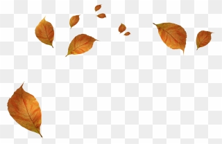 Withered Autumn Leaves Png Download - Transparent Background Leaves Falling Png Clipart