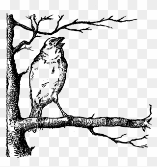 Bird Tree Image Digital Illustration - Bird On The Tree Clipart Black And White - Png Download