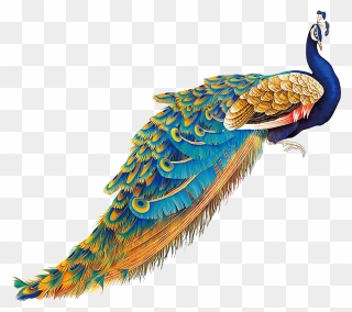 Peacock Illustration Clipart