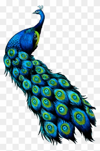 #peacock - Peafowl Clipart