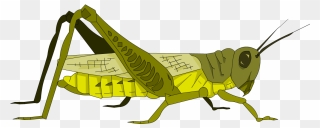 Grasshopper Clipart Invertebrate - Grasshopper Cartoon - Png Download