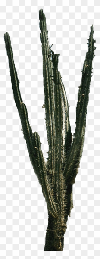 Cactus Png 2" 										 Title="cactus Png - Cactus Clipart
