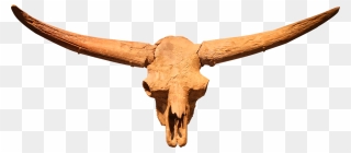 Latifrons Bison Skull Clipart
