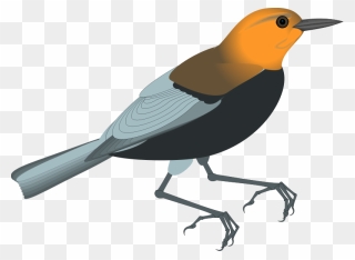 Free Vector Bird - European Robin Clipart