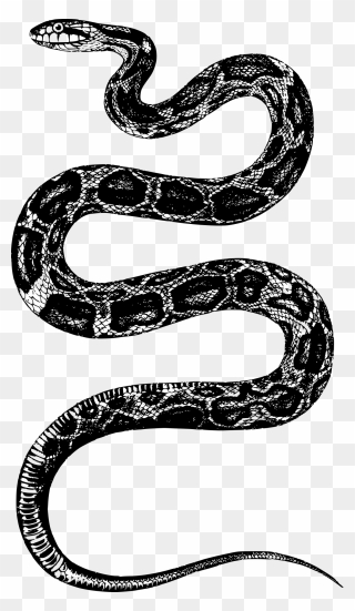 King Snake Png Png Black And White Stock - Snake Illustration Png Clipart