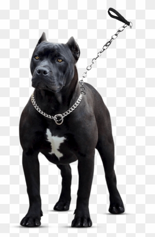 Pitbull Dog Png Hd Clipart