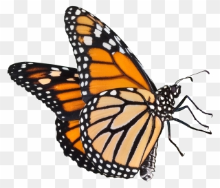Monarch Butterfly Flying Png Clipart