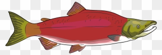 Salmon Clipart - Png Download