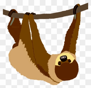 Two-toed Sloth Clipart