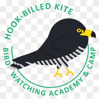 Hook-billed Kite Identification - Perching Bird Clipart