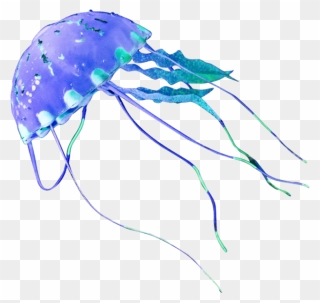 Медуза Png Clipart