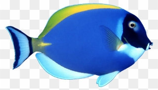 Marine Fish Clipart Clipart Royalty Free Blue Fish - Transparent Transparent Background Fish Png