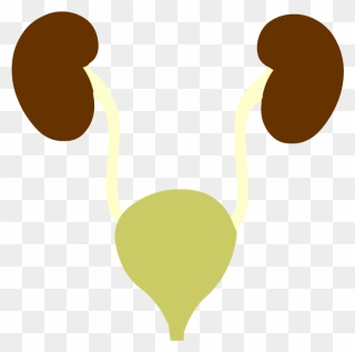 Urinary System Clipart Png Transparent Png