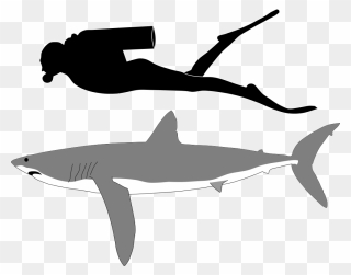 Goblin Shark Tiger Shark Great White Shark - Longfin Mako Shark Size Clipart