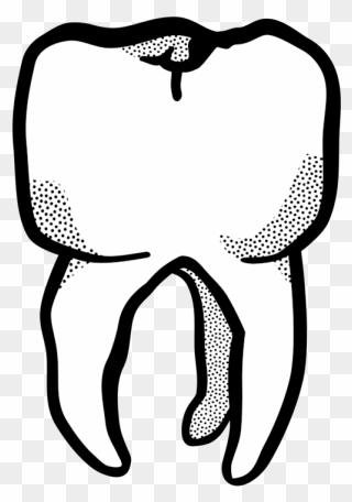 Line Art,organ,monochrome Photography - Teeth Lineart Png Clipart