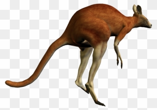 Kangaroo Png - Red Kangaroo Transparent Background Clipart