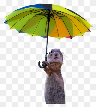 Meerkat In Rain Clipart