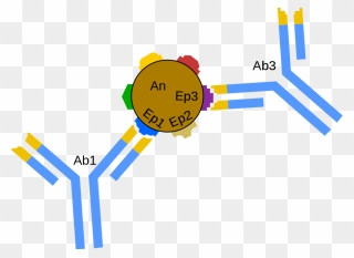 Flatworm Diagram - Antigen Antibody Svg Clipart