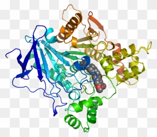 Ache Inhibited By Donepezil 1eve - Protein Structure Of Acetylcholinesterase Clipart