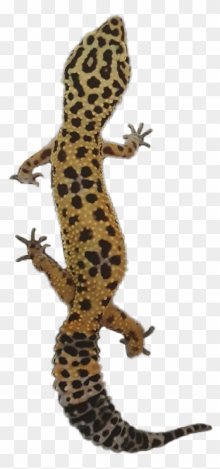 Banded Geckos Clipart