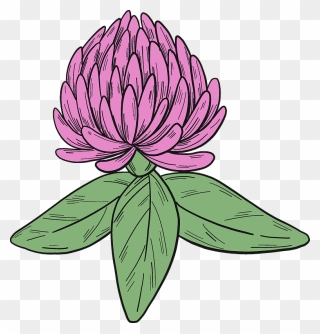 Clover Blossom Clipart - Water Lily - Png Download