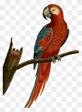 Parrot Sitting On A Branch Clipart - Vintage Parrot Png Transparent Png