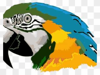 Macaw Clipart