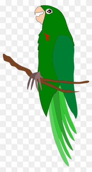 Parrot On Branch Clipart - Png Download