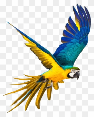 Parrot Png Full Hd Clipart