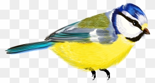 Bird Png - Cliparts - Co - Bird Transparent Clipart