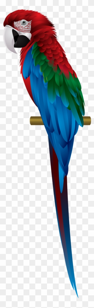 Macaw Png Transparent Images - Macaw Clipart