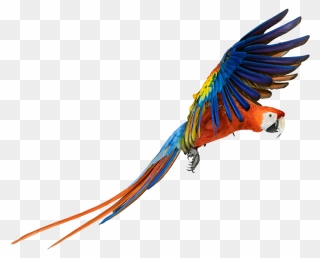 Parrot Clipart Picsart Png - Macaw Png Transparent Png