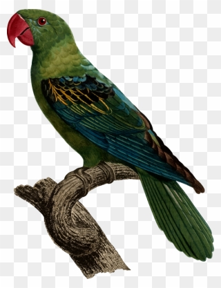 Transparent Parrots Clipart - Great Billed Parrot - Png Download