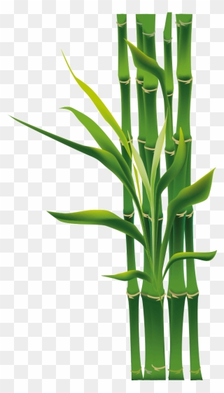 Free Download Bamboo Png Clipart Tropical Woody Bamboos - Clip Art Png Images Of Bamboo Transparent Png