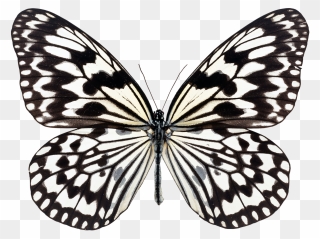 Idea Butterfly Clipart