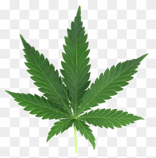 Marijuana Leaf Png Real - Weeds That Look Like Marijuanas Clipart