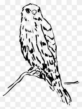 Free Png Owl On Branch Clip Art Download Pinclipart