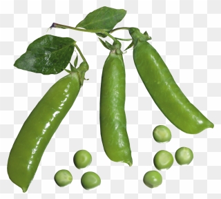 Now You Can Download Pea Png Picture - Pea Clipart