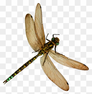 Transparent Background Dragonfly Png Clipart