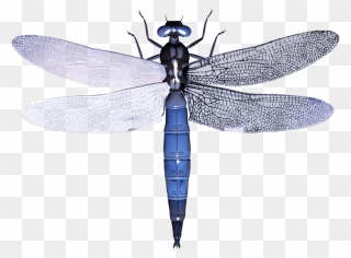 Dragonfly - Dragonfly Transparent Background Clipart