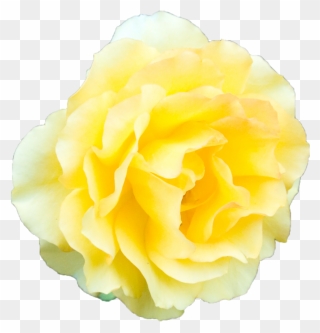 Beach Rose Garden Roses Yellow - Yellow Rose No Background Clipart