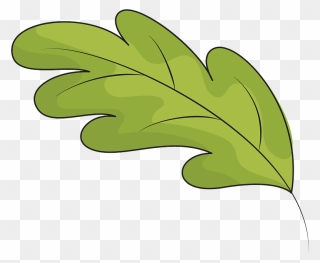 Green Oak Leaf Clipart - Png Download