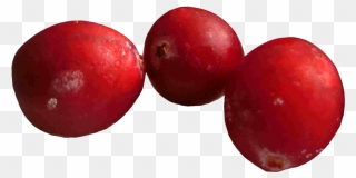 " 										 Title=" - Single Cranberry Png Clipart