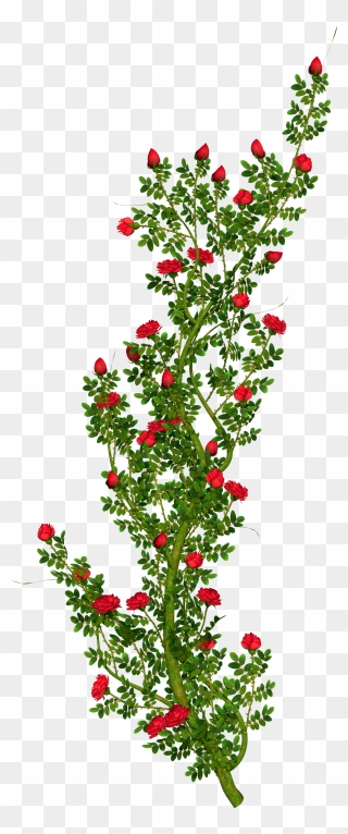 Rosebush Clipart - Rose Flower Tree Png Hd Transparent Png
