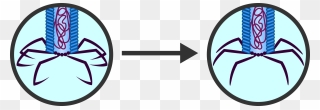 Circle Clipart